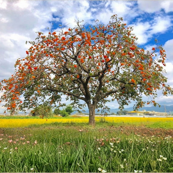 Persimmon Live Plant, Persimmon Dormant Tree from 8 to 10 inches Tall in Quart Pot for Outdoor Garden