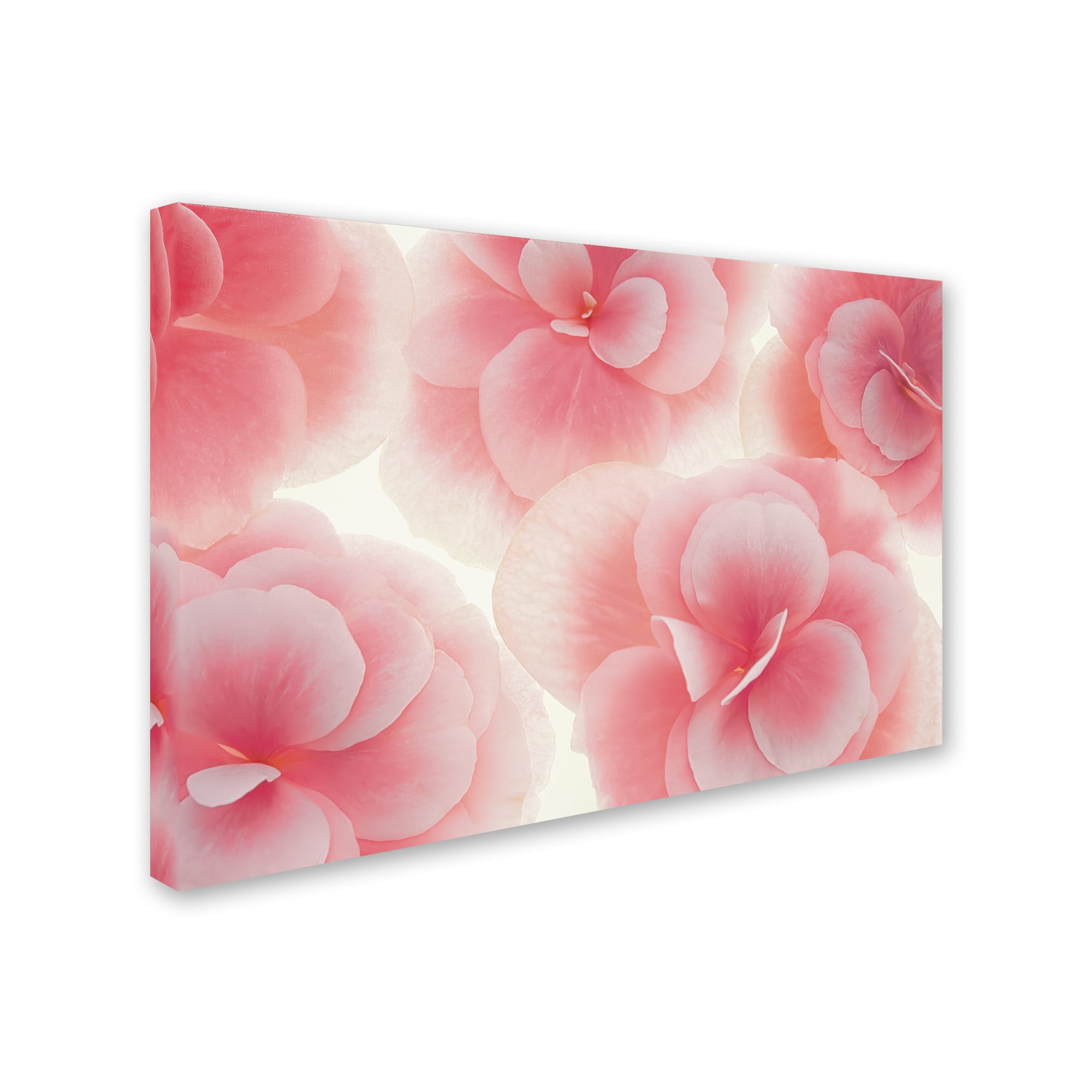 Trademark Fine Art 'Rose Begonia Flowers' Canvas Art by Cora Niele