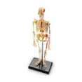 thumbnail image 3 of Learning Resources Skeleton Anatomy Model, 3 of 5