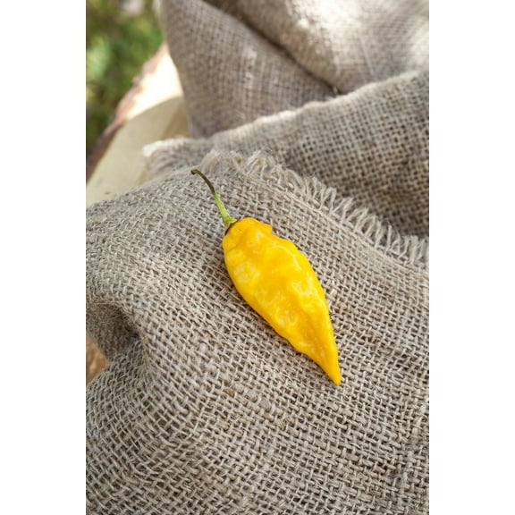 Devils Tongue Heirloom Pepper Premium Seeds Packet