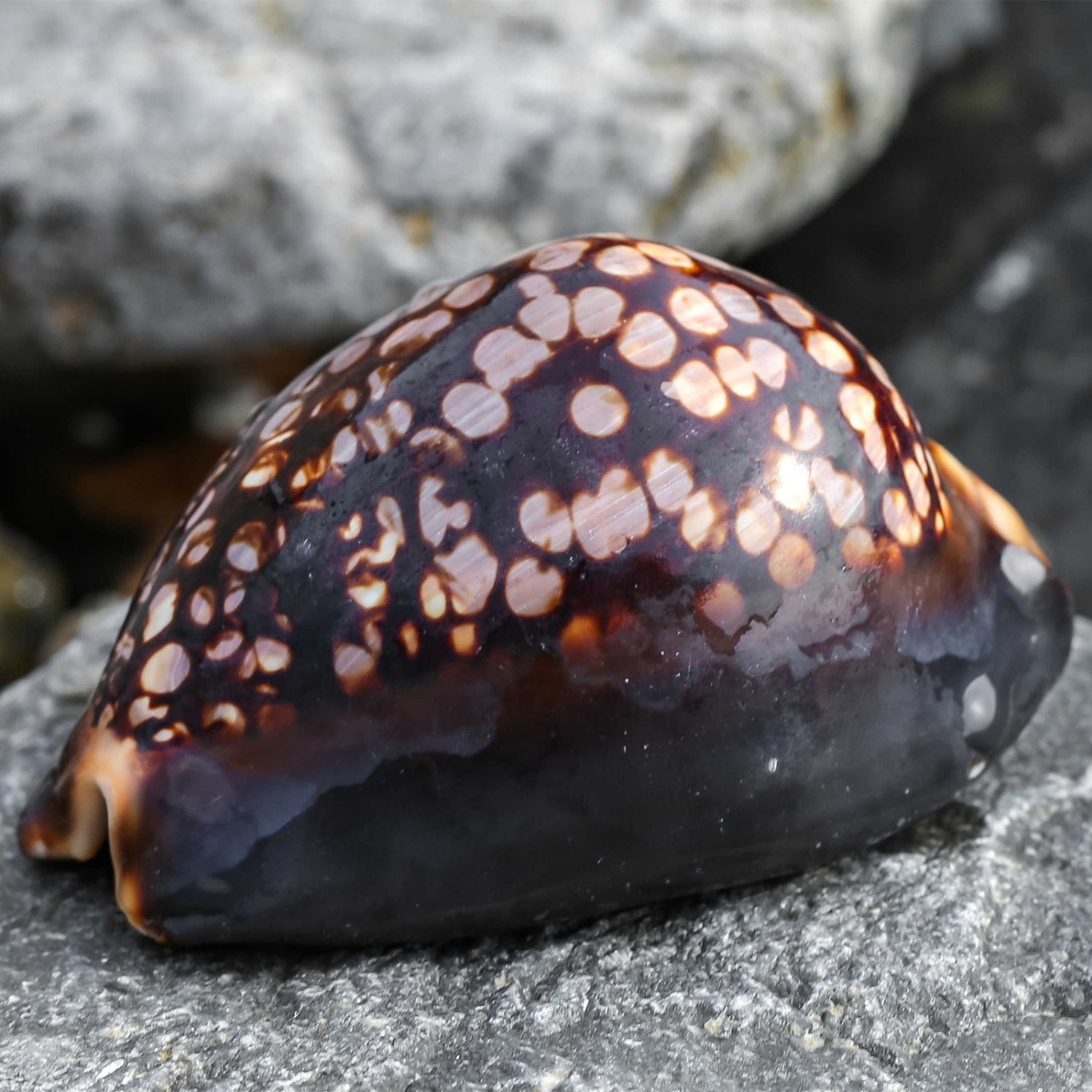 4 to 6cm Tortoise Shell Marine Specimen Ornament Aquarium Decor Coastal Style Handheld Shell Display Home Collection