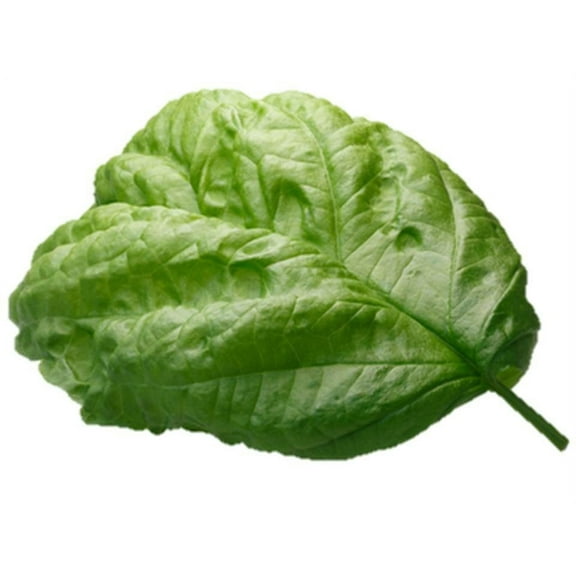 Grandi Foglie Valentino Basil Seeds/Annual/Full Sun/17K Seeds 1 oz/ Zellajake Farm and Garden - B274