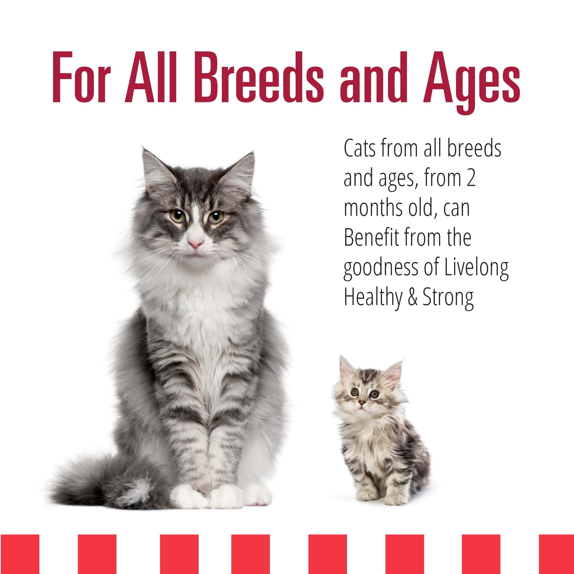 Livelong Healthy & Strong: 24 Pack: Yummy Meats - 5.5oz Cans, Wet Cat Food, High-Quality Meat, High Protein, All Natural, No Preservatives,
