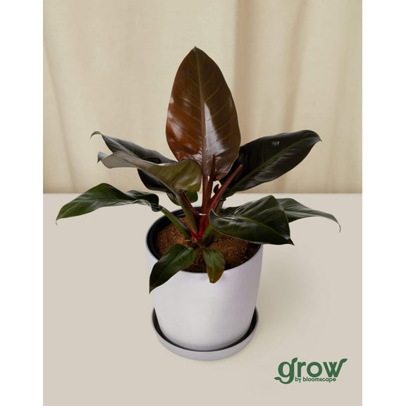 Grow by Bloomscape Live Potted Indoor 16in. Tall Philodendron Rojo Congo; Rare Plant in 10in. EcoPot