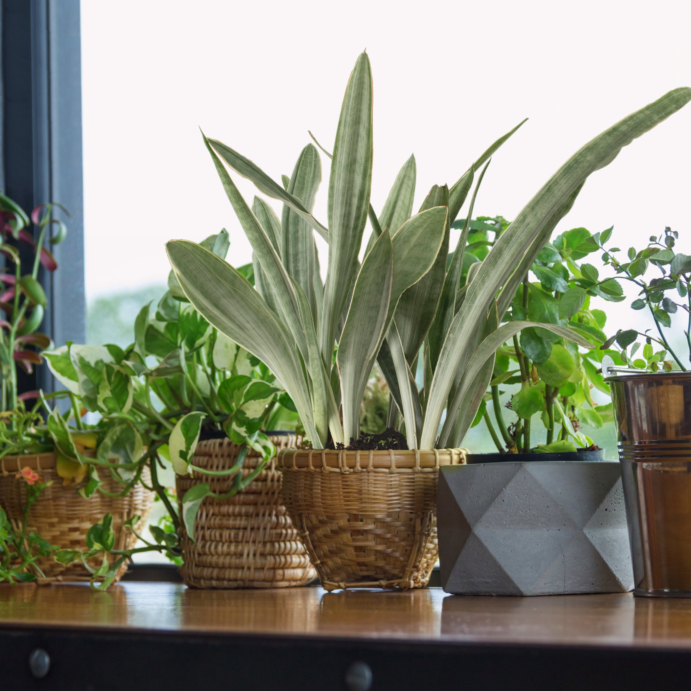 6 in. Sansevieria Sayuri Plant in Grower Container