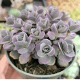 thumbnail image 4 of SunSparkler® Sedum 'Blue Pearl' Succulent Plant 2 Inch for Indoor Outdoor Home Office Garden Decor, 4 of 6