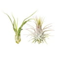 thumbnail image 2 of Assorted Collection of Live Air Plants Randomly Picked - Pack of 2, 2 of 7