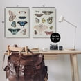 thumbnail image 4 of Stupell Industries Vintage Butterflies & Moths Animals & Insects Painting Gallery Wrapped Canvas Art Print Wall Art, 24 x 30, Set of 2, 4 of 8