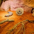 thumbnail image 1 of KAKOWELY Cueva Refugio Para Reptiles Con Calabaza Beige Para Y En Terrarios, 1 of 5