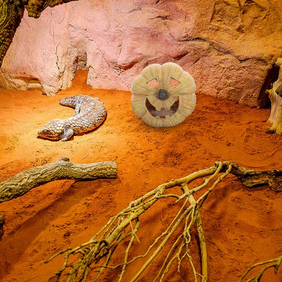KAKOWELY Cueva Refugio Para Reptiles Con Calabaza Beige Para Y En Terrarios
