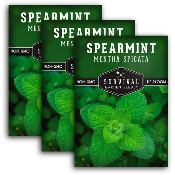 3 Packs Spearmint Seed - Non-GMO Heirloom Full Sun Perennial Herb