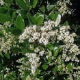 thumbnail image 2 of Ligustrum Recurvifolia  2 Extra Large 3 Gallon Plants  Ligustrum sinense 'Recurvifolium'  Lush Green Privacy Hedge  Ideal for Landscaping  Vibrant Garden Shrub, 2 of 6