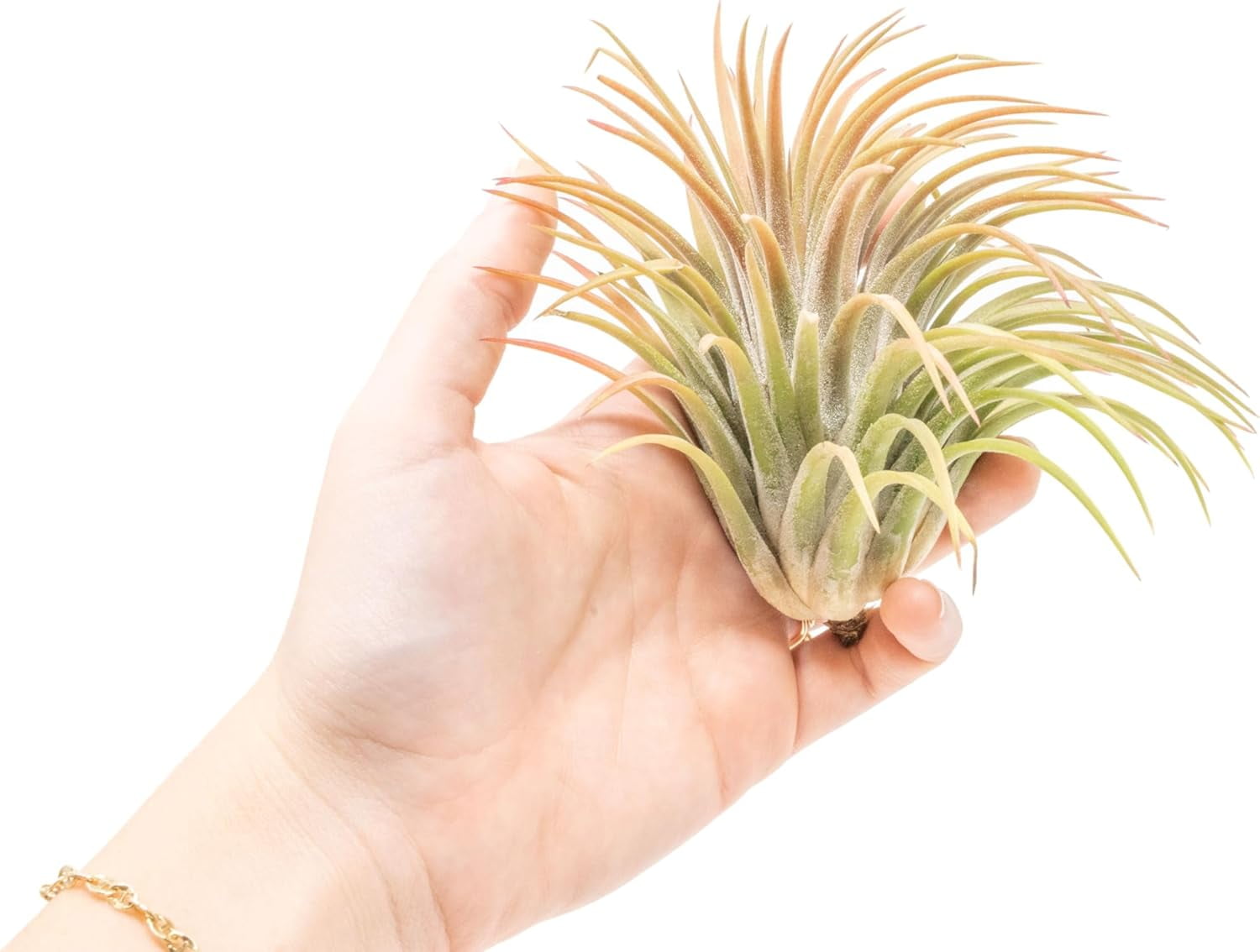 Air Plant Shop 10 Pack XL Tillandsia Ionantha Rubra- Wholesale and Bulk - Succulents - Live Tillandsia - Easy Care Indoor and Outdoor House Plants