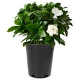 thumbnail image 6 of LEORX 10Pcs Black Plastic Flower Pot for Balcony Plants Durable and Stable, 6 of 6
