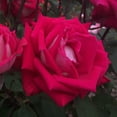 thumbnail image 3 of Own-Root One Gallon Love Grandiflora Red Rose by Heirloom Roses, 3 of 3