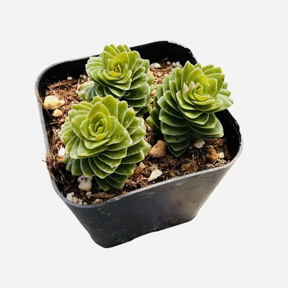 Live Succulent Crassula Plants 2" Pot Crassula Estagnol Spiralis