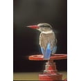 thumbnail image 2 of Williams, Joanne 17x24 Gold Ornate Wood Framed with Double Matting Museum Art Print Titled - South Kruger NP Brown-hooded kingfisher on wheel, 2 of 4