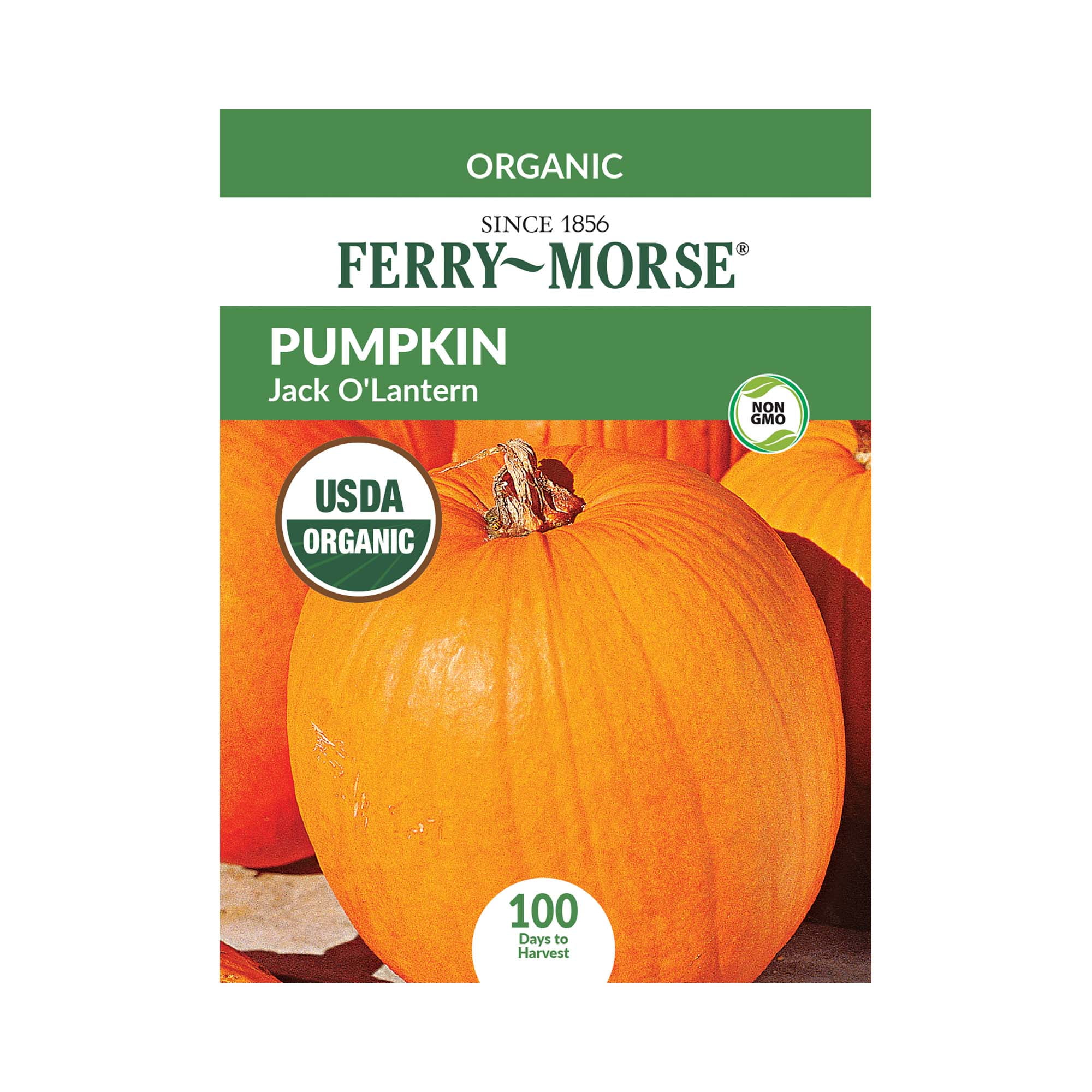 Burpee Cherokee Bush Pumpkin Vegetable Seed, 1-Pack Burpee Cherokee Bush Pumpkin Vegetable Seed, 1-Pack