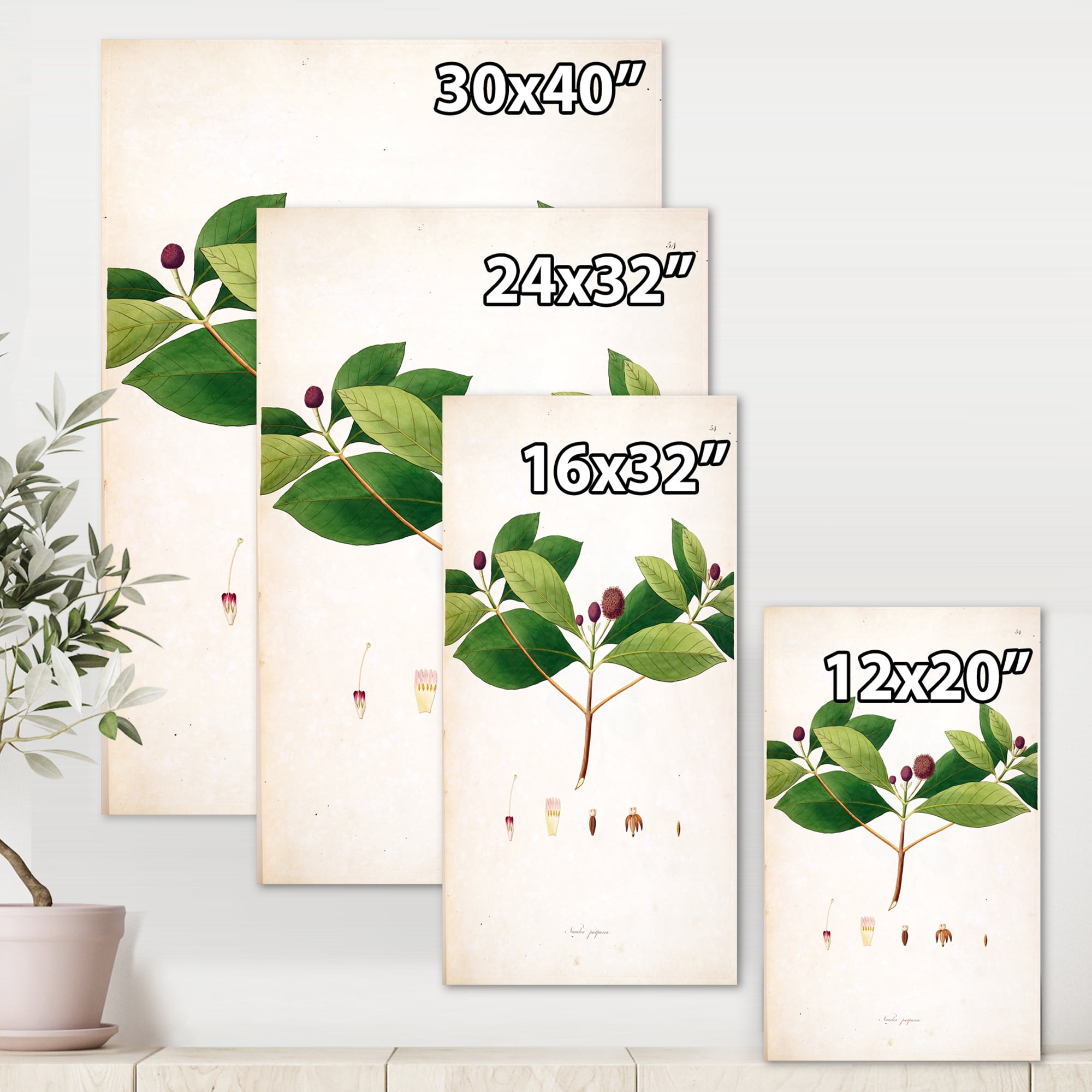Designart ' Ancient London Plants X ' Farmhouse Canvas Wall Art Print