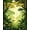 Green, Pattern 8, variant on ODIKA 4'x6' Machine Washable Non-Slip Area Rug, Tropical Inspired with Leafy Motif High Traffic Rug, Lime, 281716