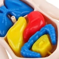 thumbnail image 3 of CNKOO 1 Set Human Torso Model Human Body Organs Model Assembly Toy Anatomy Doll, 3 of 6