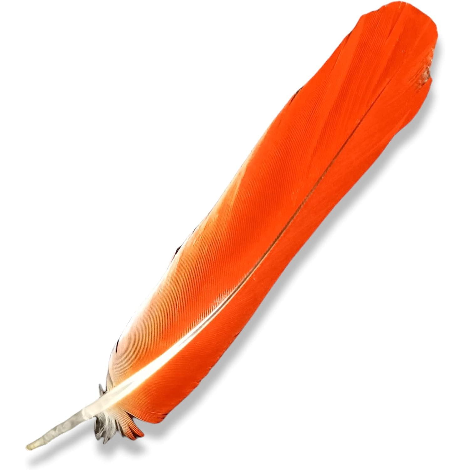 African Grey Feather Pluma De Loro