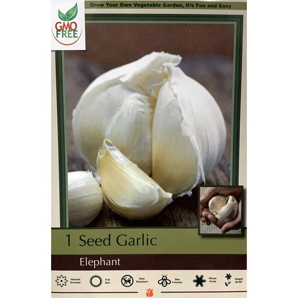 Elephant Garlic Bulb Be Healthy & Heart Smart! One Top Size Bulb