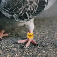 thumbnail image 2 of 100pcs Pigeon Leg Rings Pigeon Race Markers Pigeon Rings Racing Pigeon Ankle Bands, 2 of 6