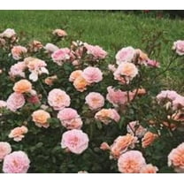 Apricot Drift® Groundcover Rose - Live Plant ( 1 QT )