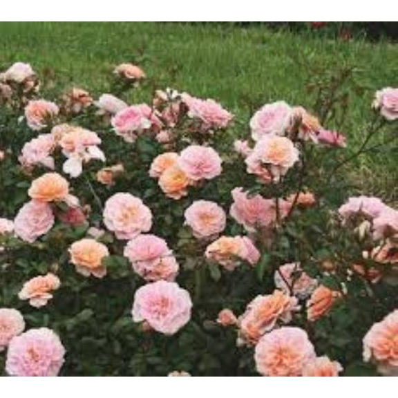 Apricot Drift® Groundcover Rose - Live Plant ( 1 QT )