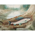 thumbnail image 2 of Kilbourne, Samuel 18x15 Gold Ornate Wood Framed with Double Matting Museum Art Print Titled - Arctic Grayling, 2 of 4