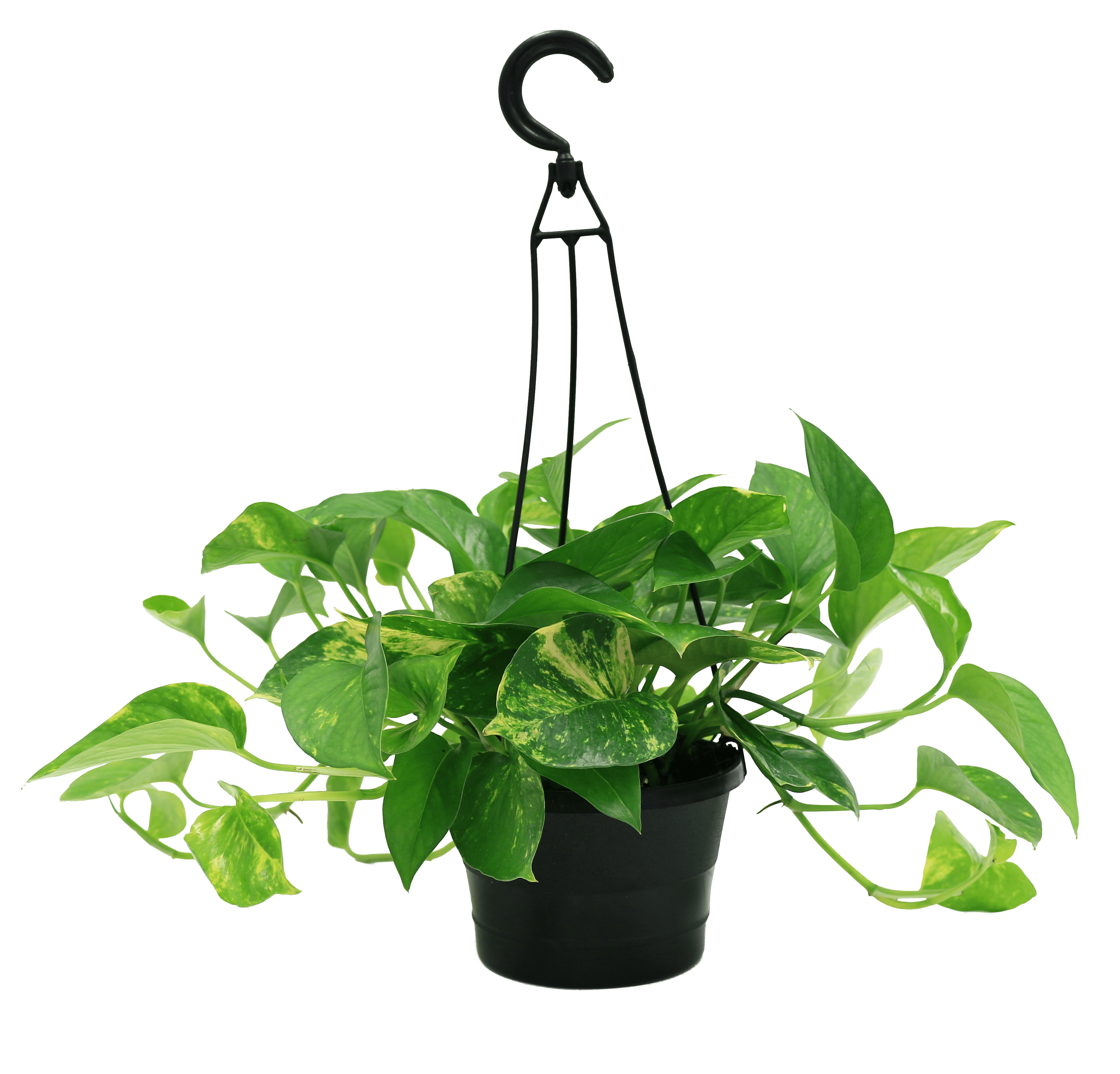 Plants with Benefits Live Green Pothos Plant in 6in. Grower Pot
