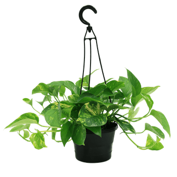 s with Benefits Live Green Pothos  in 6in. Grower Pot