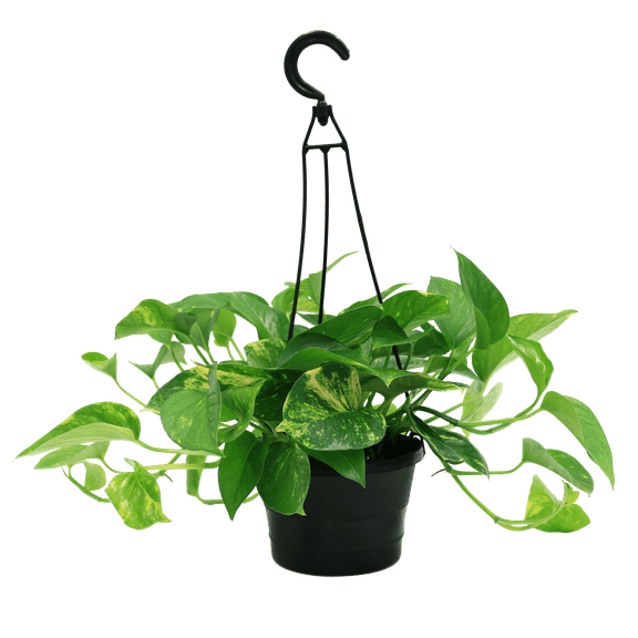 Expert Gardener Live Indoor Plant Green Pothos in 6in Grower Pot