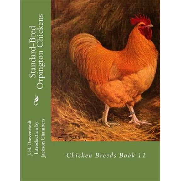 Pre-Owned Standard-bred Orpington Chickens