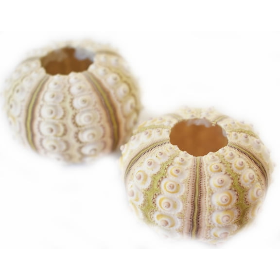 Set of 2 Sputnik Sea Urchins (2 1/2") for Coastal Crafts and Decorating