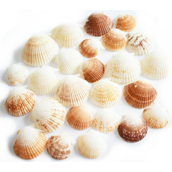 50 Baby Deep Scallop Shells Seashells 1-2" Craft Beach Wedding Nautical Coastal Decor Hobby