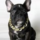 thumbnail image 3 of French Fighting Dog Bully Gold Chain Perro Pequeño y Mediano yeacher Collar, 3 of 6