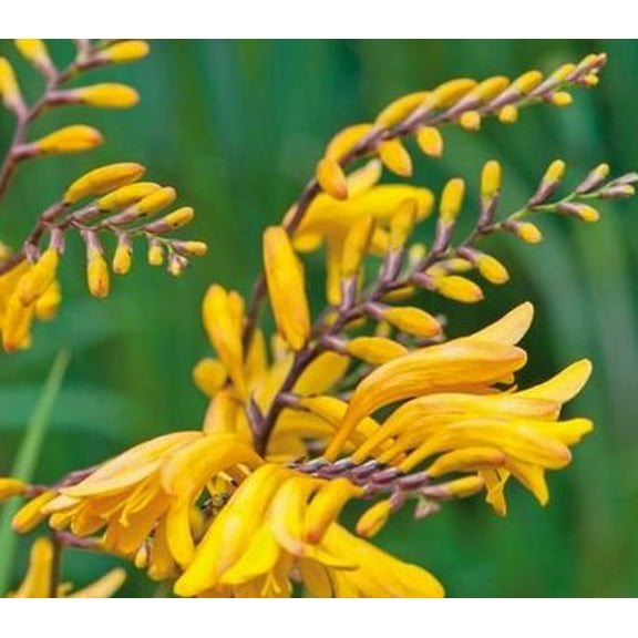 (2) George Davidson Spectacular Yellow Crocosmia Lily Blooming Size Bulbs for Beautiful Flowers in Your Garden - clarence