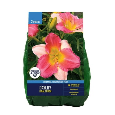 Van Zyverden Daylily Final Touch (Set of 2 Dormant Bare Roots) Partial Sun, Multi-Color, Perennial
