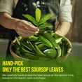 thumbnail image 4 of Premium 40 Soursop Graviola Leaf Tea Bags, 100% Natural and Pure from Soursop Leaves, Handmade, Made With Natural Materials-Corn Fiber Tea Bag, Sugar/ Caffeine/ Gluten Free, Hoja Guanabana Tea, 4 of 12