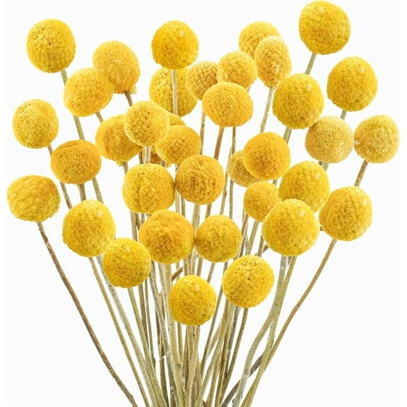 Triani 30Pcs Natural Craspedia Dried Flowers Yellow Dried Billy Buttons Floral Bouquet 0.39-1.57" Autumn Dried Floral Bouquet Arrangements for Fall Harvest Wedding Home Tall Vase