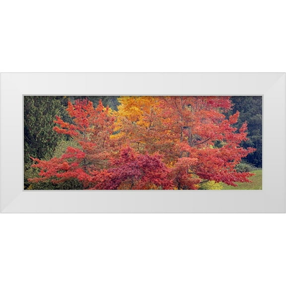 Jaynes Gallery 14x8 White Modern Wood Framed Museum Art Print Titled - USA-Washington State-Seabeck Panoramic of oak trees in autumn