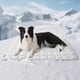 thumbnail image 1 of Colcha refrescante para perros grandes, 41 x 28 cm, lavable, 1 of 6