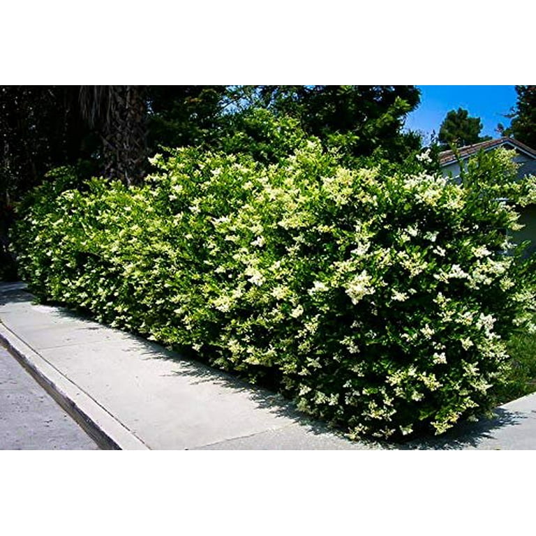 Ligustrum Japonicum Recurvifolium Curled Leaf Privet 20 Live Plants Evergreen Privacy Hedge