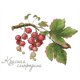 thumbnail image 5 of Hilo de bordar de algodón ecológico, Kit de punto de cruz con fruta impresa de 14CT, obra de arte de 32x27cm, 5 of 9