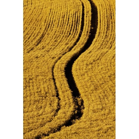 Harvest By Terry - Golden Harvest Wheat, Palouse Country, Washington, USA Print Wall Art By Terry Eggers