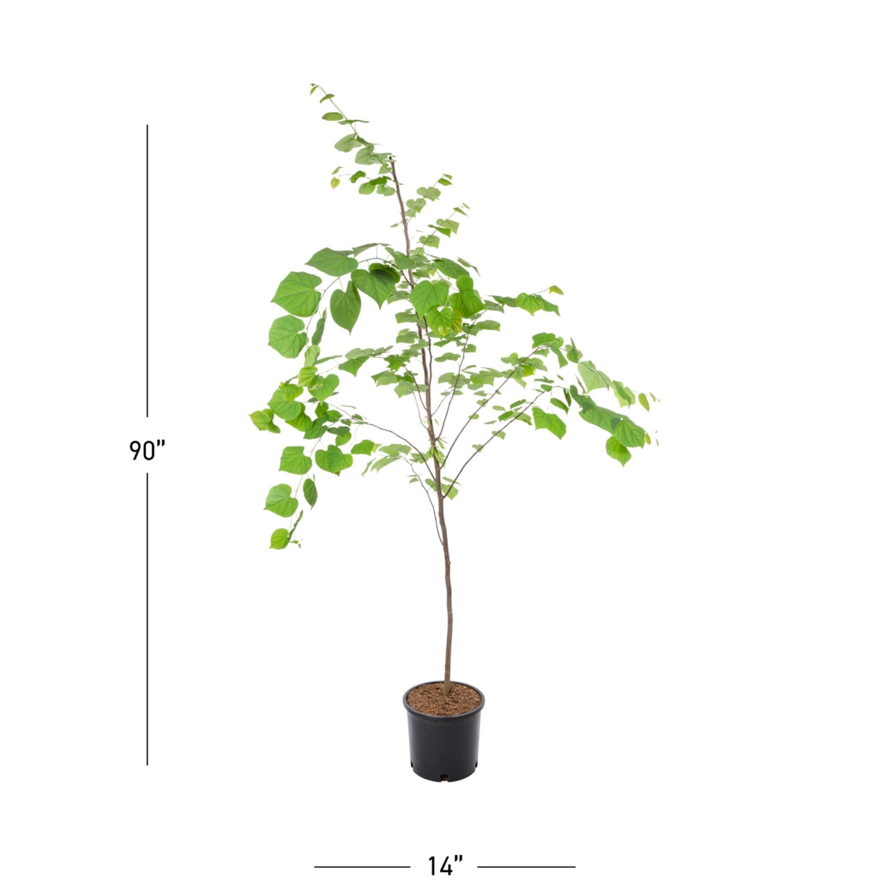 Expert Gardener Redbud Live Tree in 3.75-Gallon Grower Pot