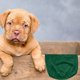 thumbnail image 3 of Elegante chaleco de malla para mascotas con letras - Correas ajustables - Transpirable para perros/gatos pequeños/medianos - Uso diario y fiestas, 3 of 7