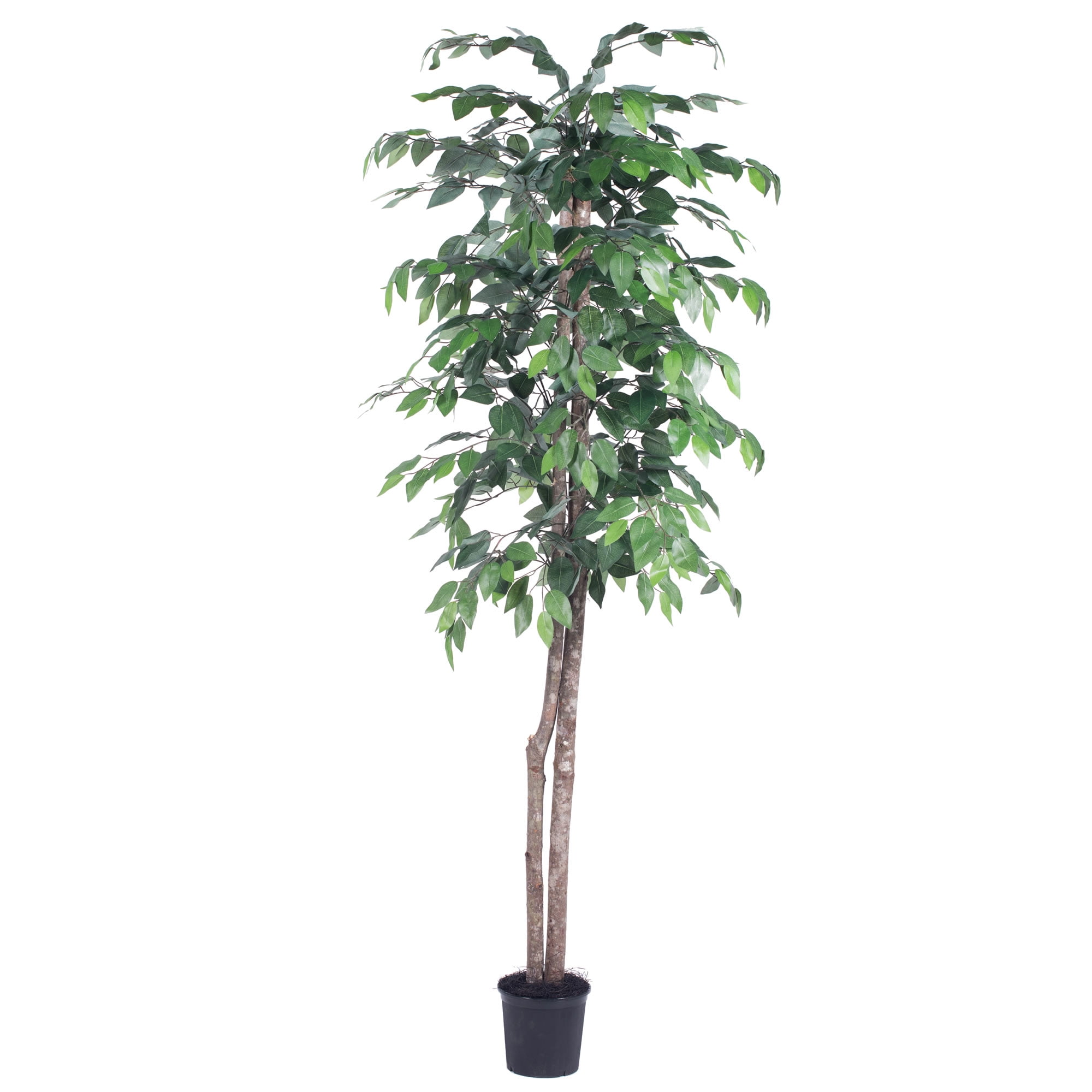 Vickerman 6' Artificial Ficus Tree in Black Pot - Walmart.com - Walmart.com